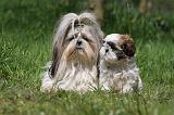 SHIH TZU 316